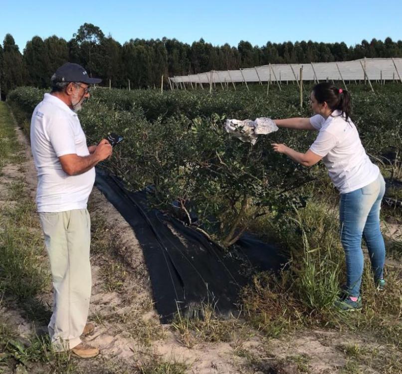 Implementan una nueva técnica de control de la mosca de la fruta en plantaciones de arándanos de la Mesopotamia 14112017_apa1411a.jpg